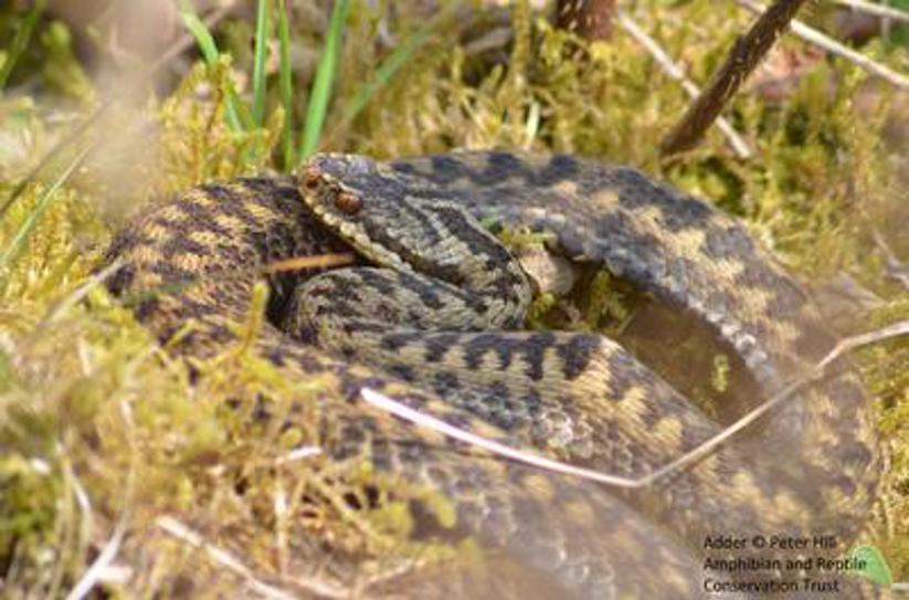 Adder - Neath Port Talbot Council